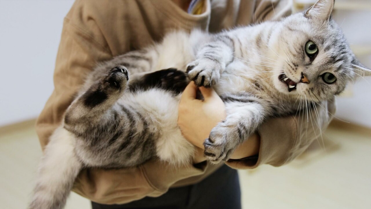 新猫到家不粘人怎么办?5 招助你快速建立信任