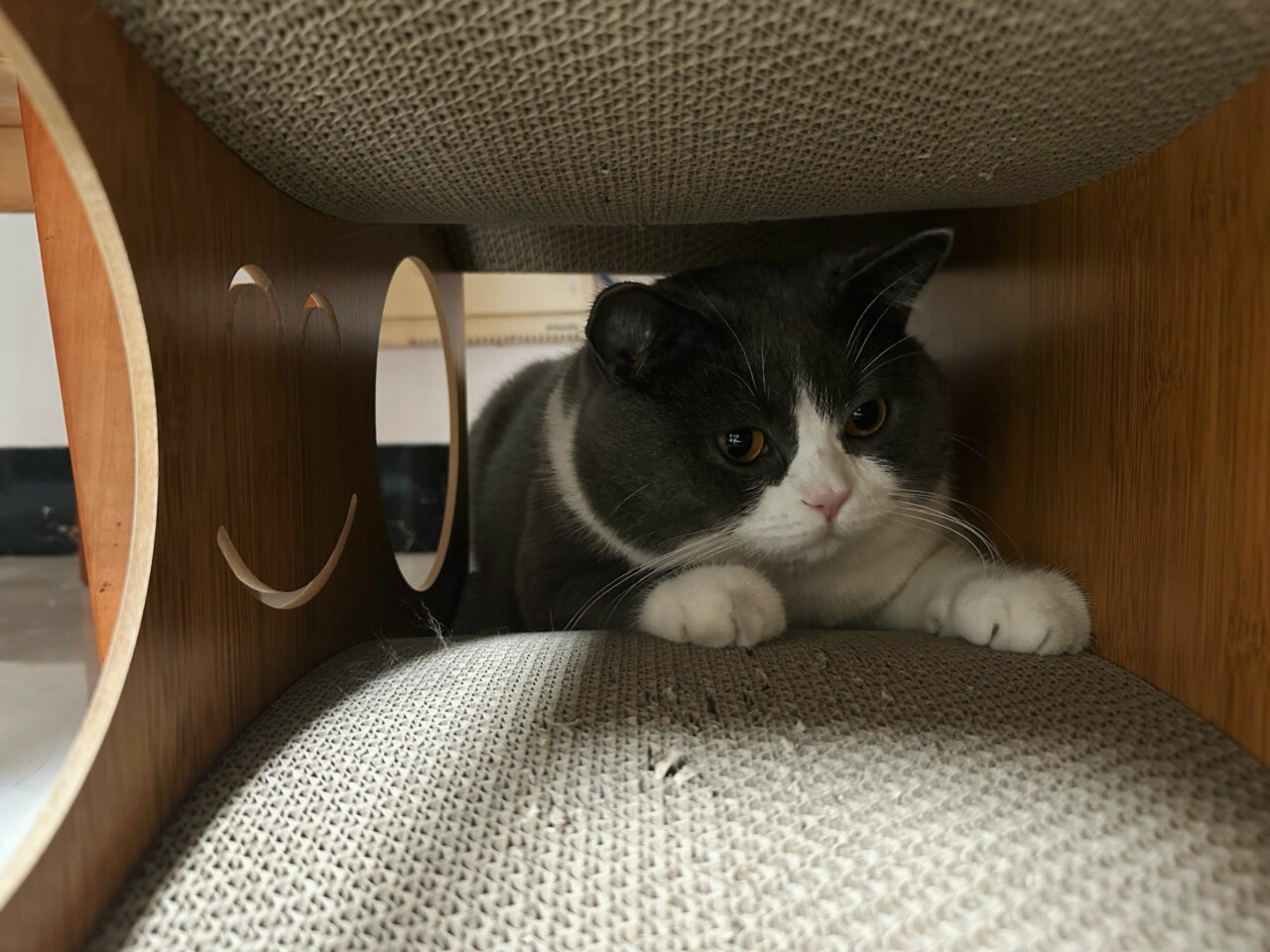 新猫到家不粘人怎么办?5 招助你快速建立信任