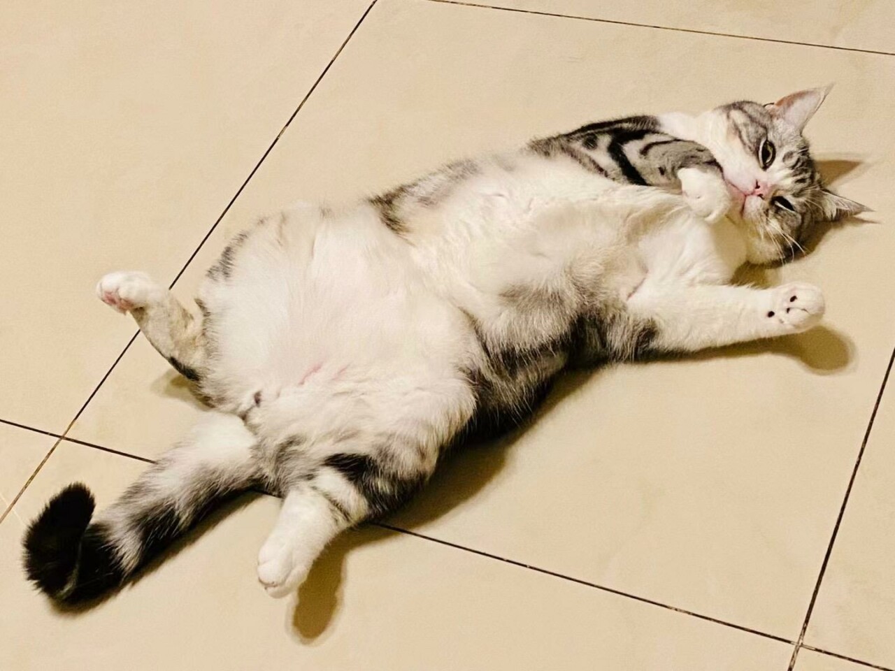 新猫到家不粘人怎么办?5 招助你快速建立信任
