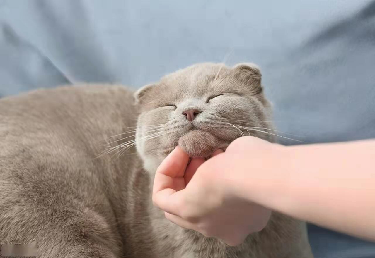 新猫到家不粘人怎么办?5 招助你快速建立信任