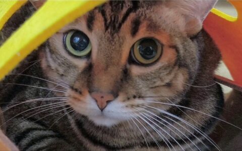 狸花猫は本当に中国特有なのか？中国の土着猫の真の血統と起源を解明
