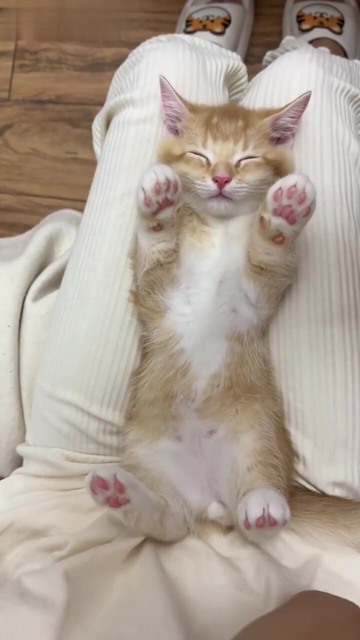 小猫抗拒不让摸怎么办？新手必学的脱敏训练技巧