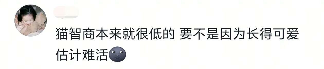 猫的智商能低的有多离谱,颠覆你的认知