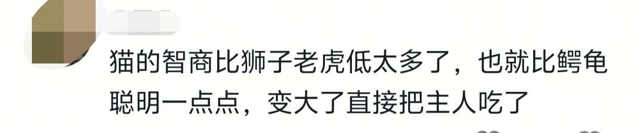 猫的智商能低的有多离谱,颠覆你的认知