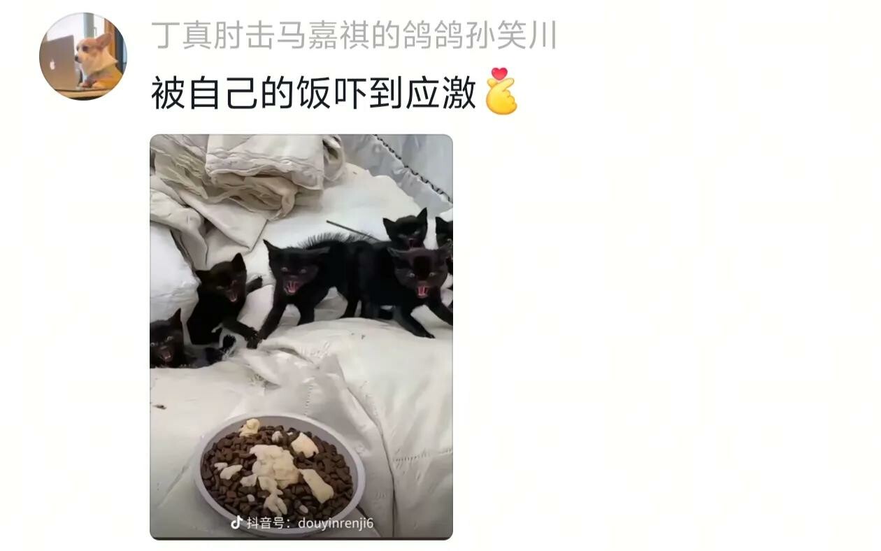 猫的智商能低的有多离谱，颠覆你的认知