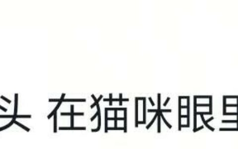猫的智商能低的有多离谱，颠覆你的认知