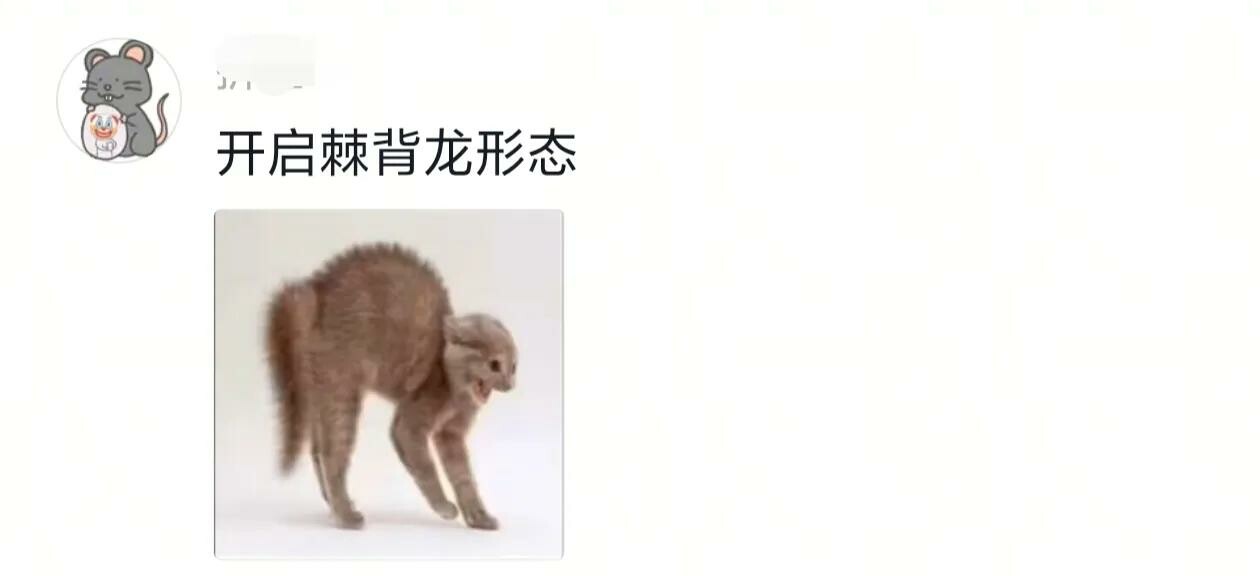 猫的智商能低的有多离谱，颠覆你的认知