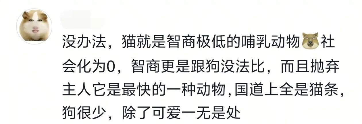 猫的智商能低的有多离谱，颠覆你的认知