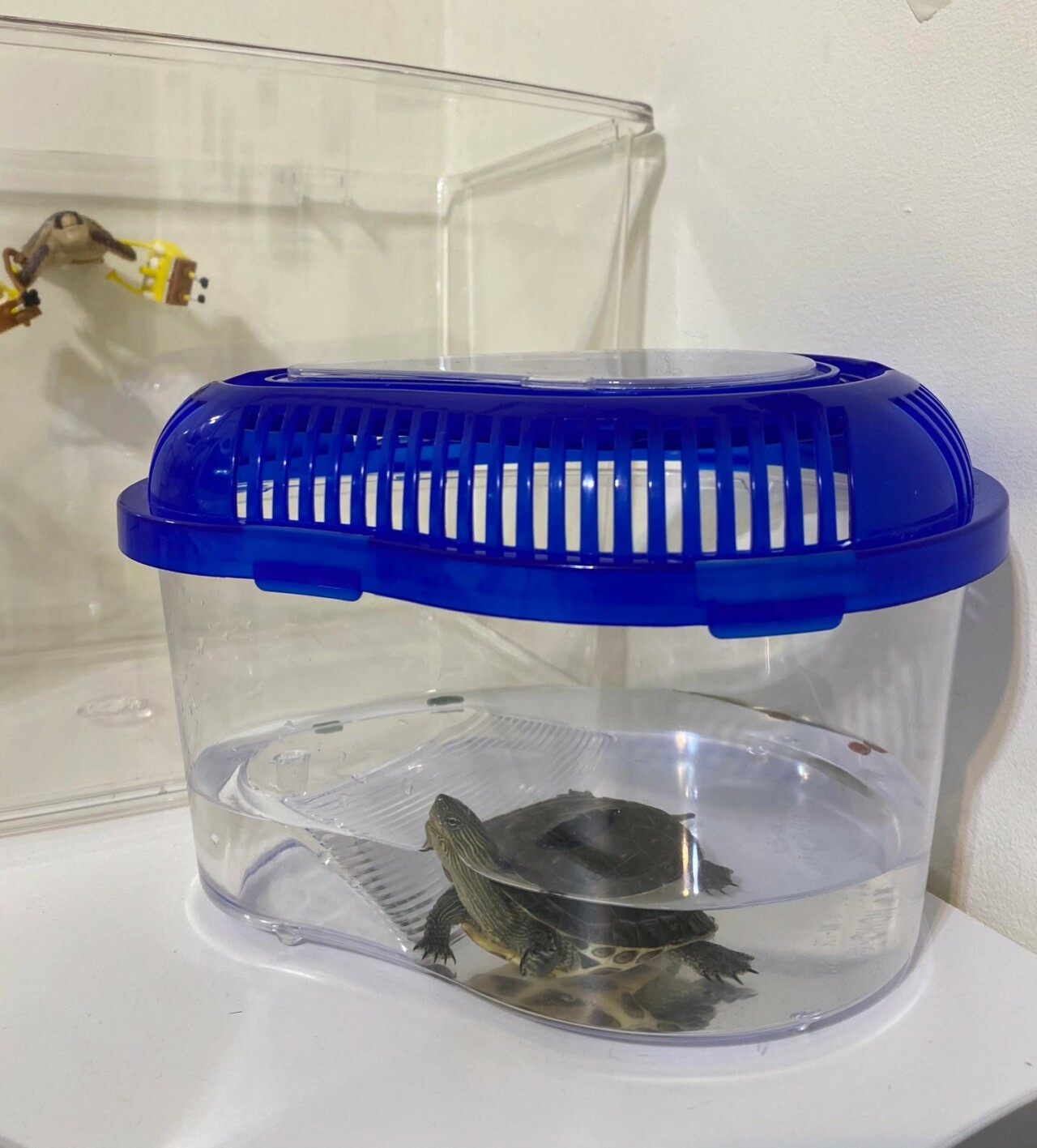 What Do You Need to Prepare for a Pet Turtle? A Complete Guide to Containers, Setups, Feeding, and Equipment