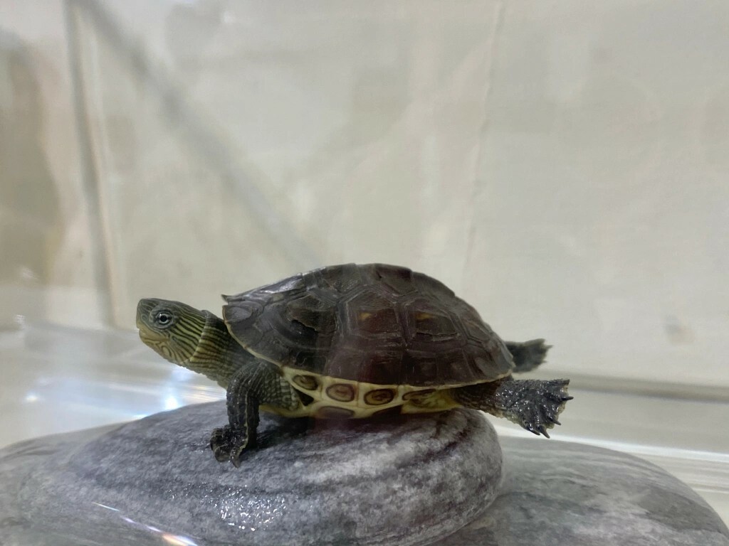 What Do You Need to Prepare for a Pet Turtle? A Complete Guide to Containers, Setups, Feeding, and Equipment
