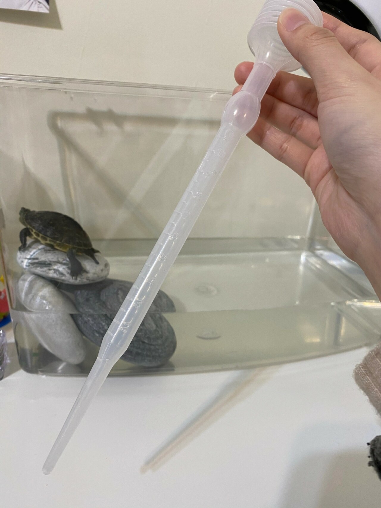 What Do You Need to Prepare for a Pet Turtle? A Complete Guide to Containers, Setups, Feeding, and Equipment