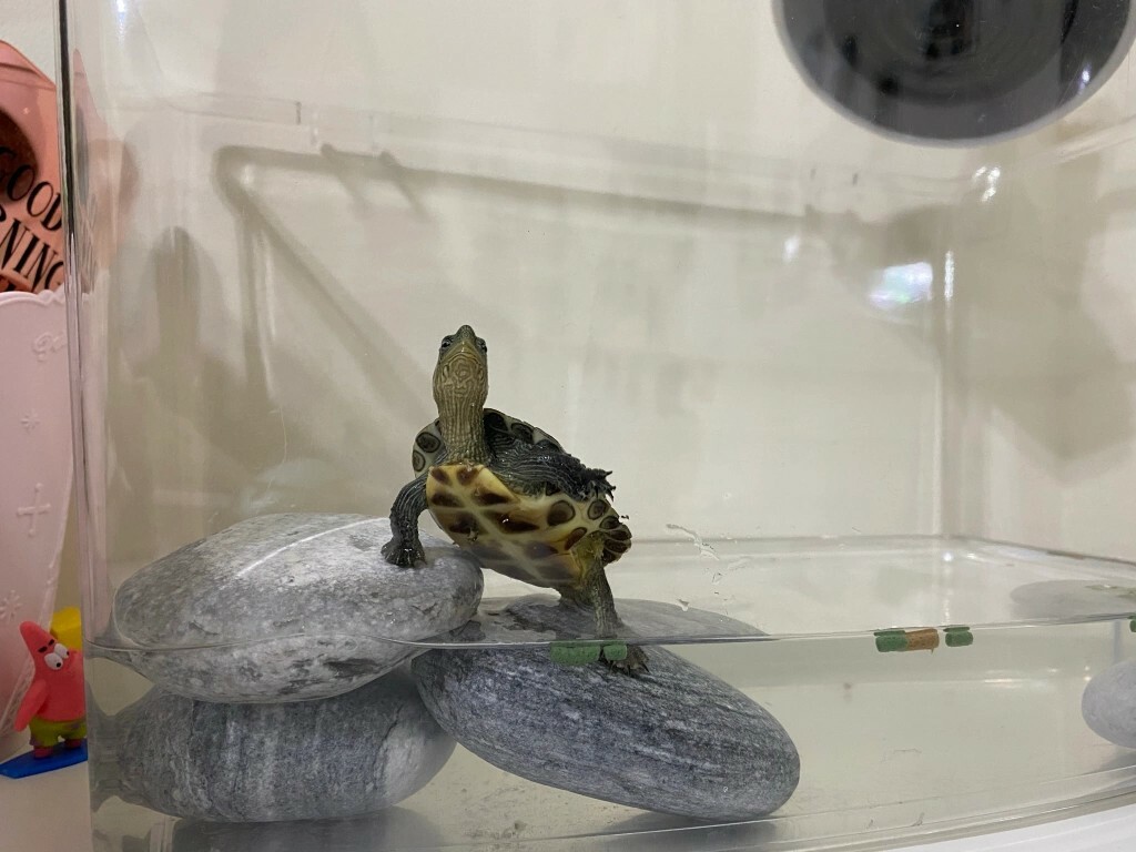 What Do You Need to Prepare for a Pet Turtle? A Complete Guide to Containers, Setups, Feeding, and Equipment
