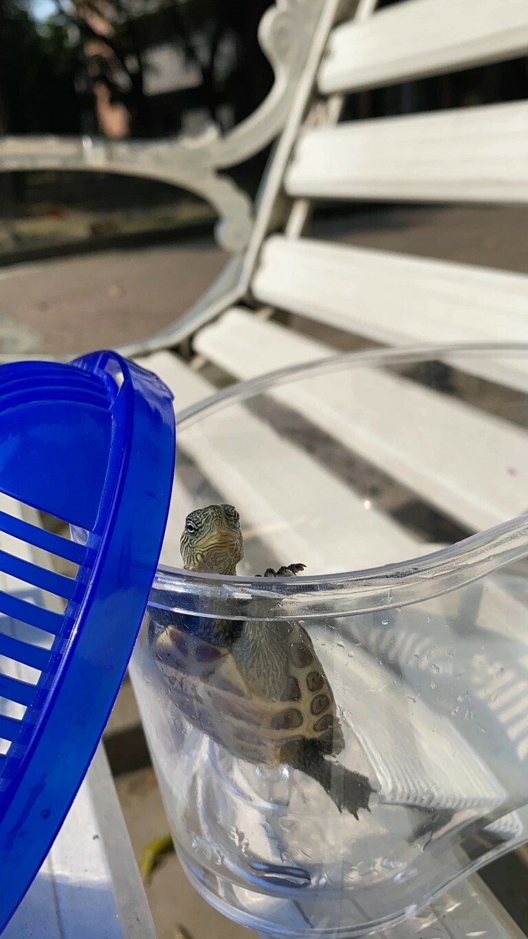 What Do You Need to Prepare for a Pet Turtle? A Complete Guide to Containers, Setups, Feeding, and Equipment