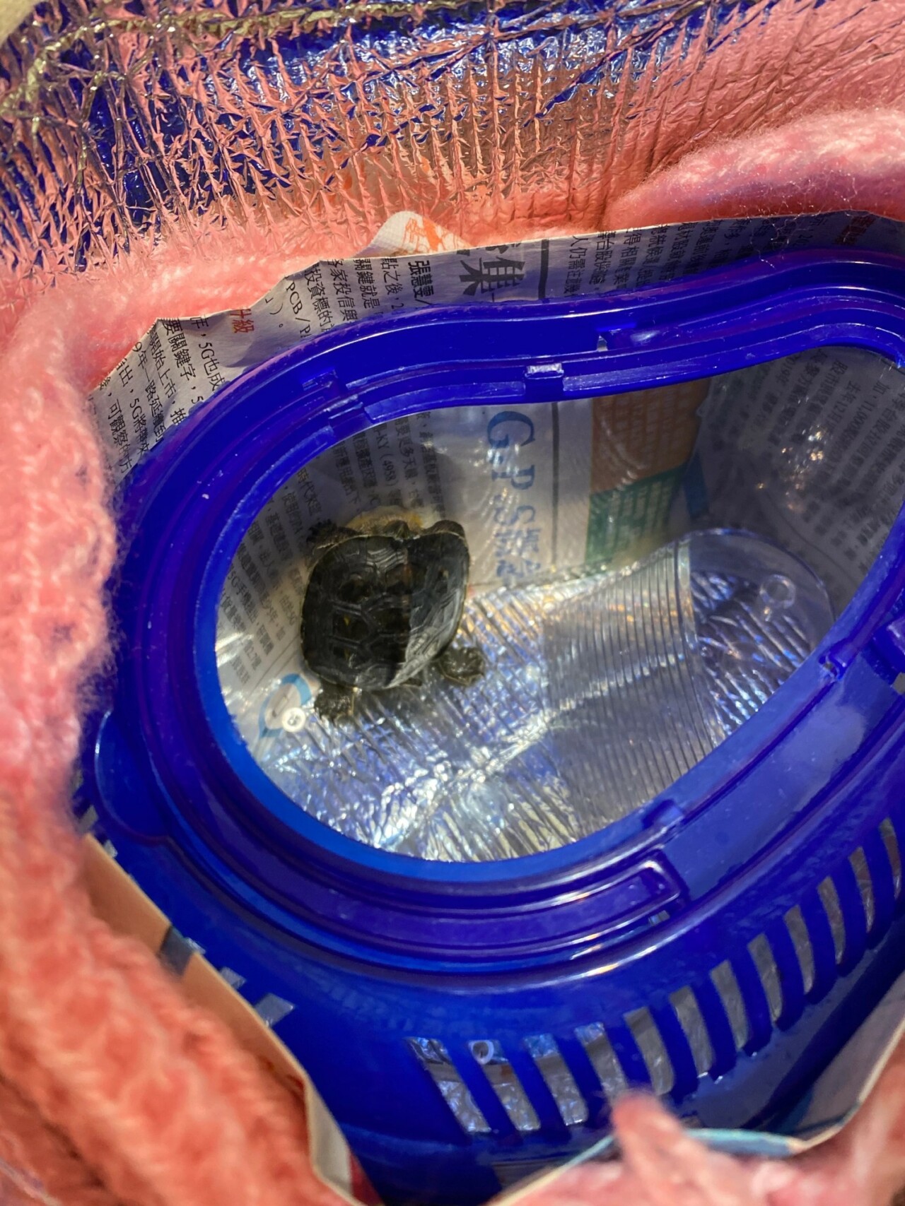 What Do You Need to Prepare for a Pet Turtle? A Complete Guide to Containers, Setups, Feeding, and Equipment