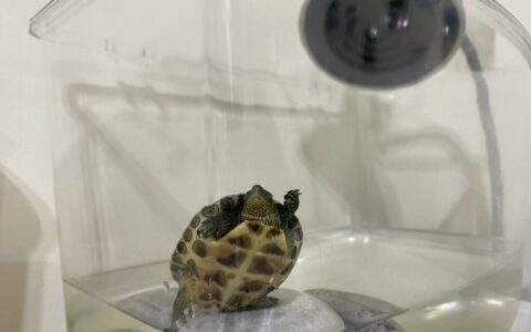 What Do You Need to Prepare for a Pet Turtle? A Complete Guide to Containers, Setups, Feeding, and Equipment