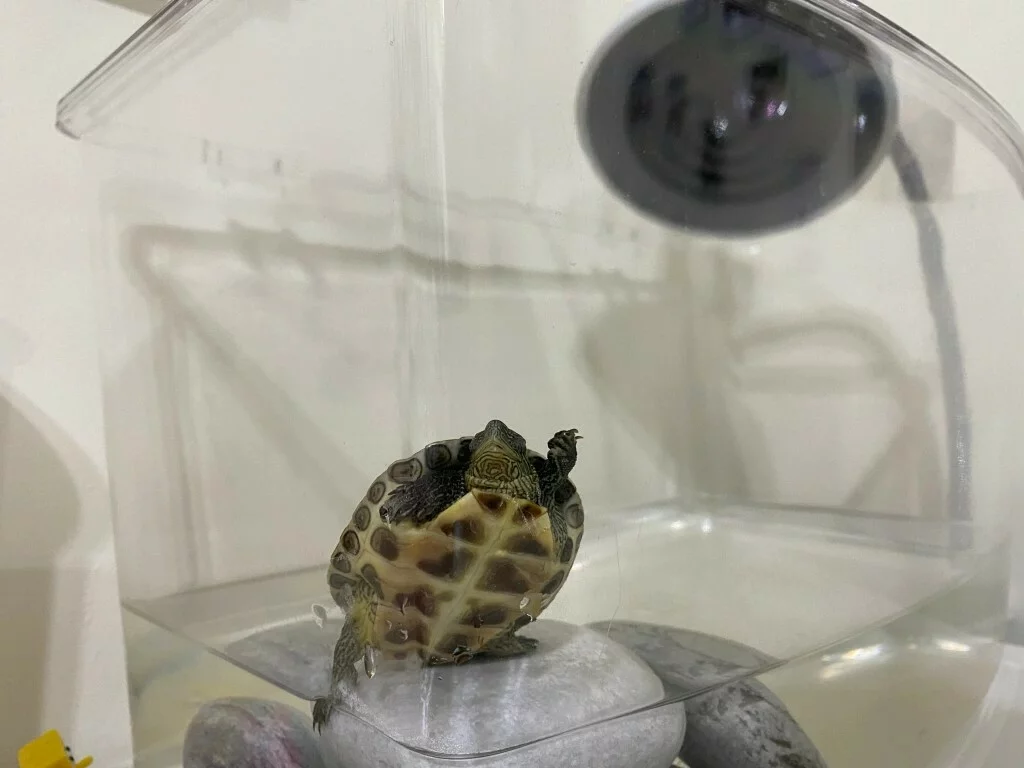 What Do You Need to Prepare for a Pet Turtle? A Complete Guide to Containers, Setups, Feeding, and Equipment