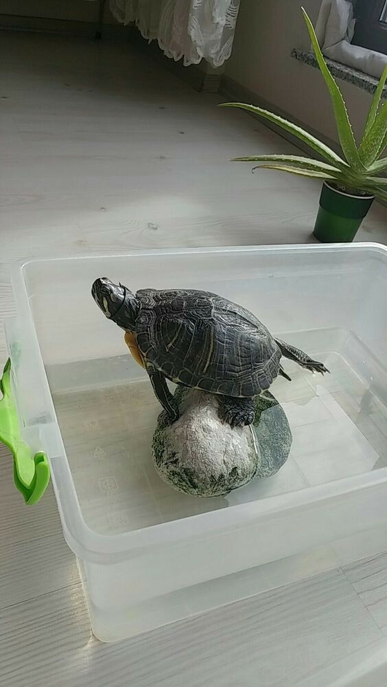 新手养乌龟必看:如何挑选合适的水龟或陆龟?