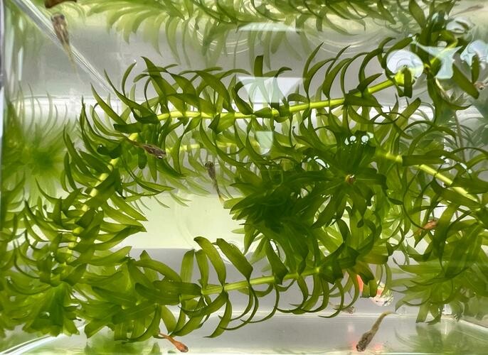 无需水草泥和 CO₂!适合新手的 5 种阴性水草