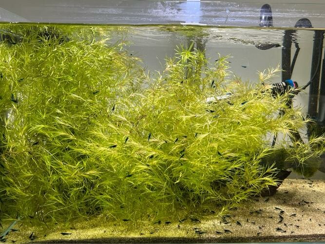 无需水草泥和 CO₂!适合新手的 5 种阴性水草