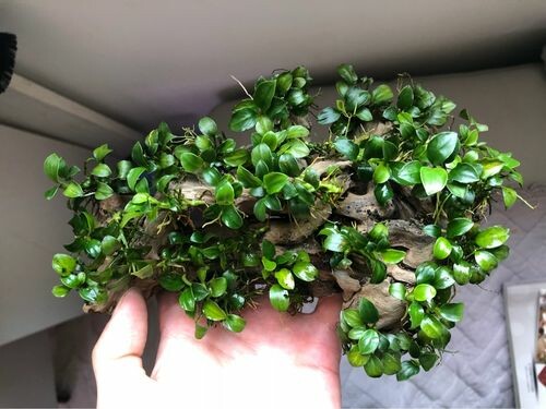 无需水草泥和 CO₂!适合新手的 5 种阴性水草