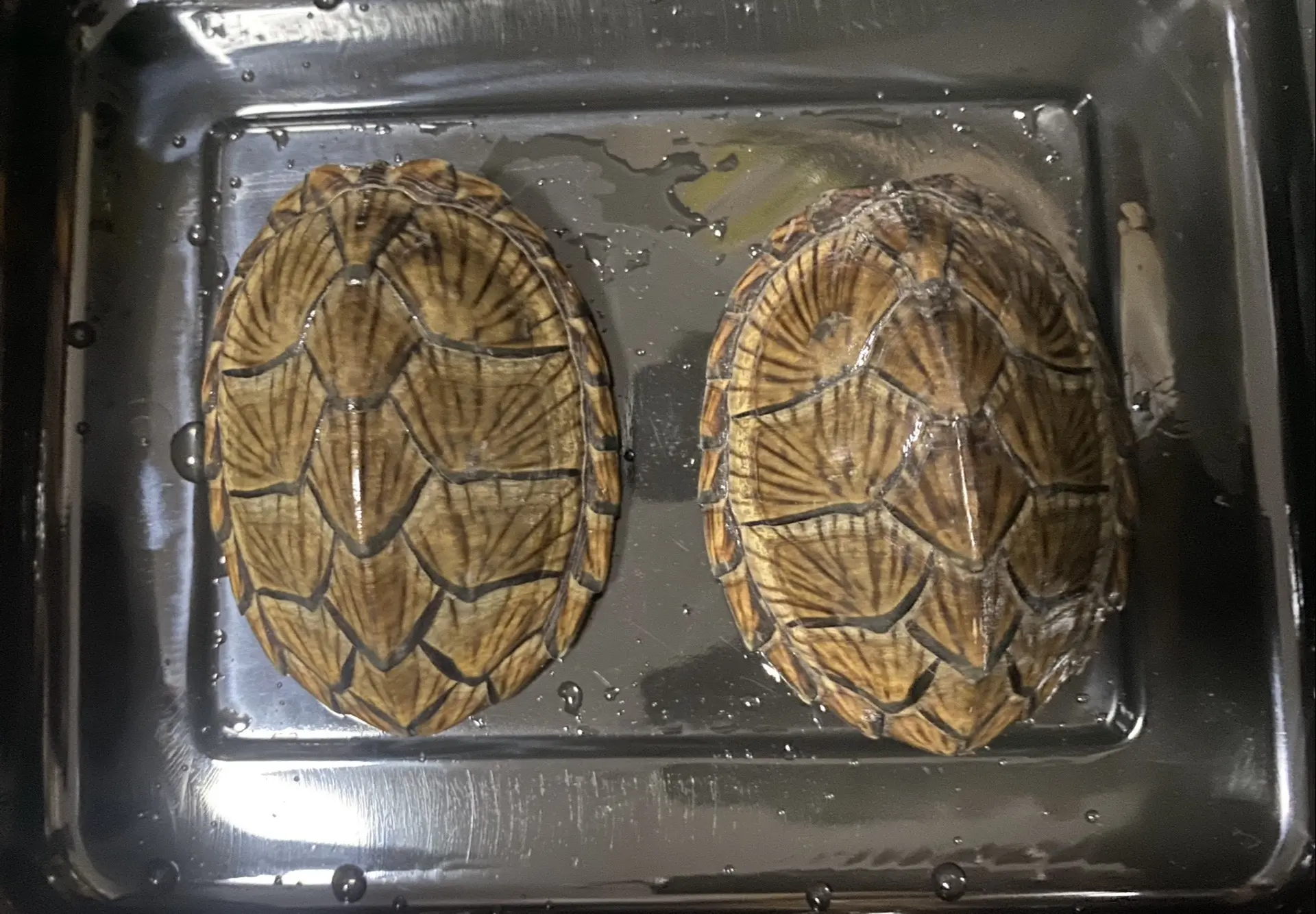 如何挑选能稳定产蛋的“稳产龟”?背甲与重量标准