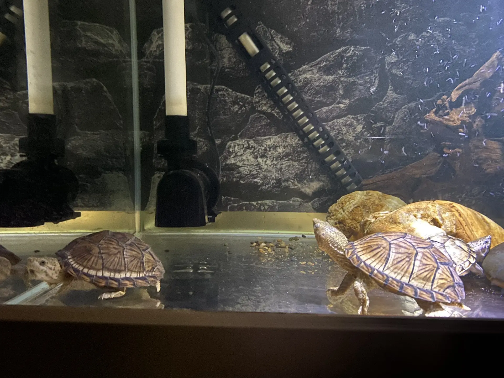 カメの簡単な飼育法：核心は「大きな水場」と「低密度」