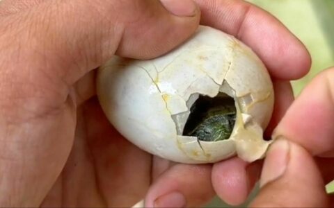 カメの卵はなぜ人工的に殻を破る必要があるのか？よくある 3 つのケースを徹底解説