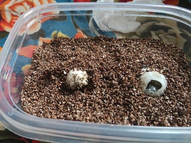 Why Perform Assisted Hatching on Turtle Eggs? A Comprehensive Analysis of Three Common Scenarios