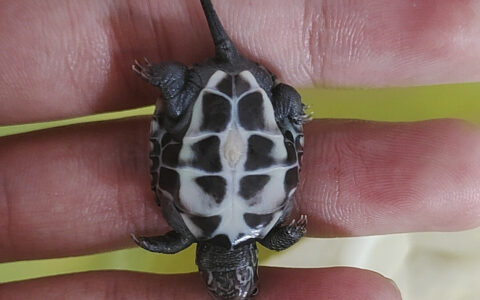 Turtle Underdevelopment: Identify 3 Red Flags to Prevent Intestinal Obstruction