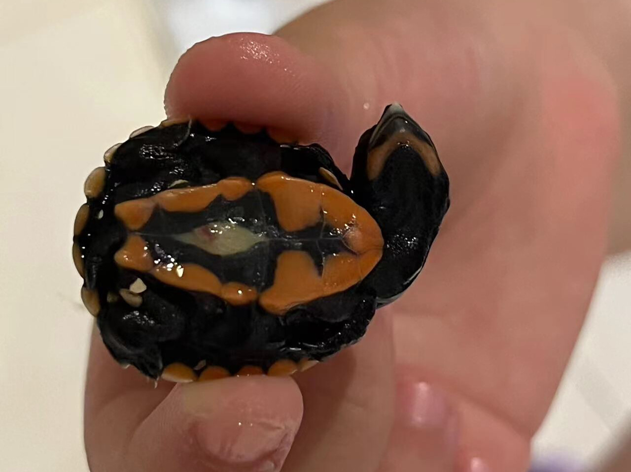 Reasons Why Hatchlings Are Hard to Raise: Yolk Absorption and Feeding Timing