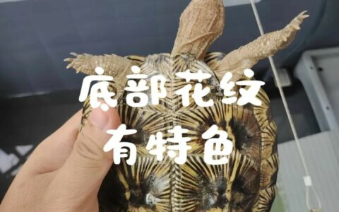 亚巨龟值得养吗？饲养体验与常见问题解析