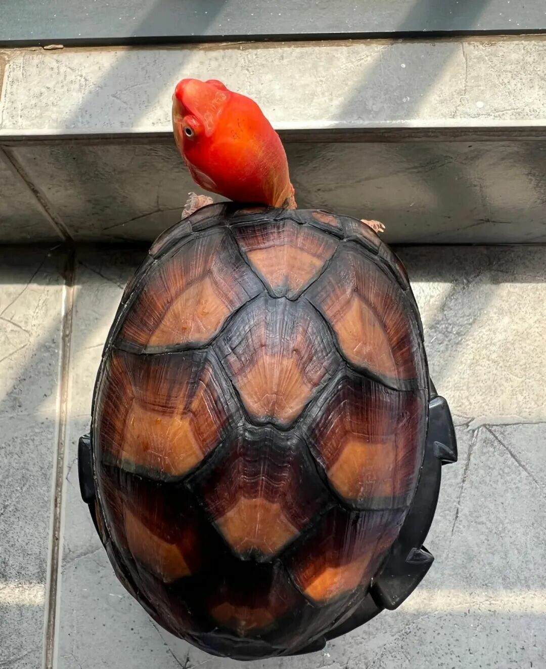 Proven Effective! Homemade Color-Enhancing Turtle Food — Nutritious and Simple