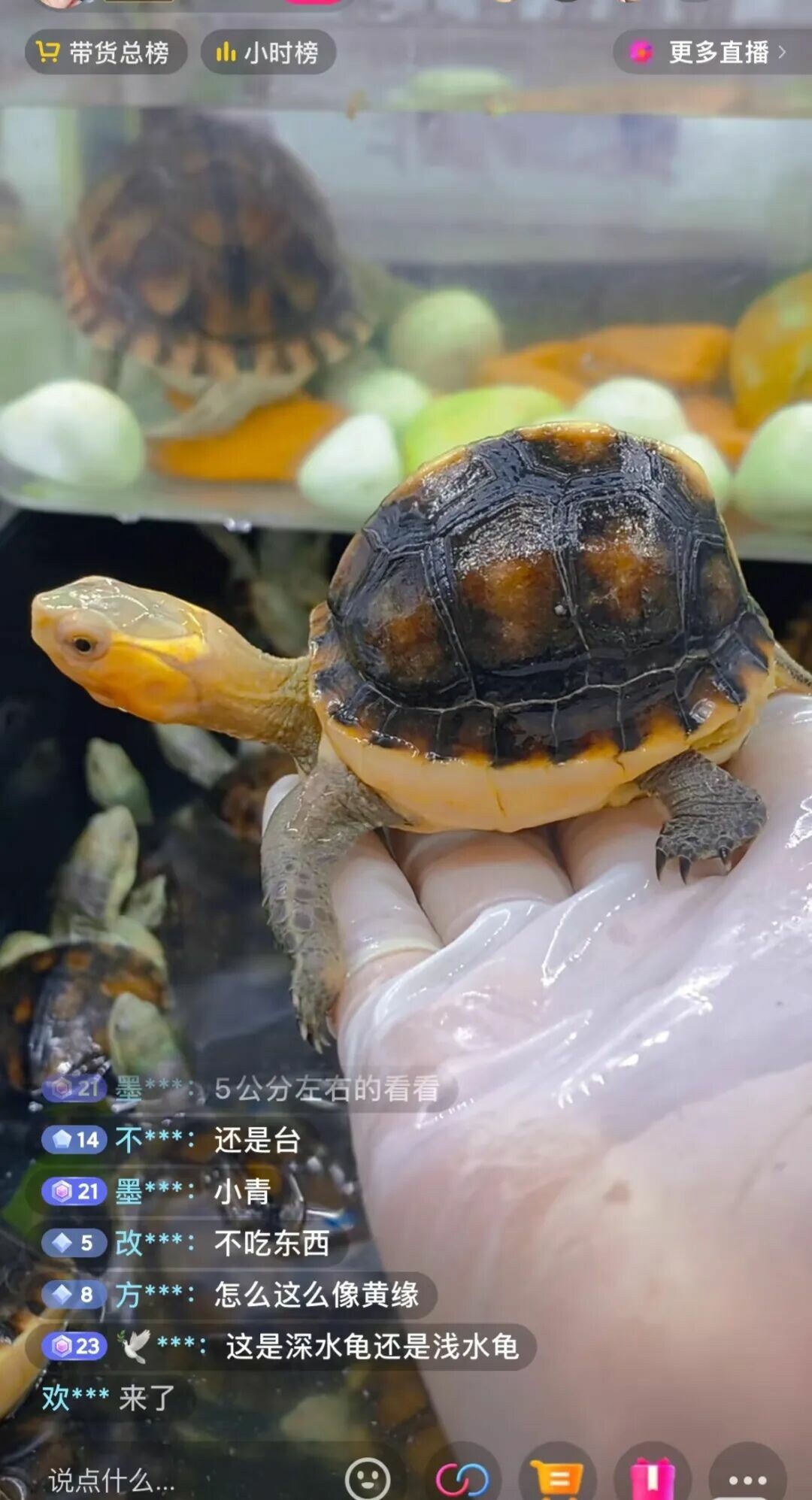 模具龟危害有多大？教你区分天然高背龟与模具龟