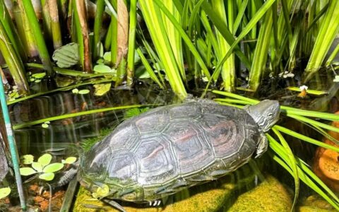 Why Are More and More People Keeping Turtles? Unveiling the Top 10 Therapeutic Benefits of Turtles