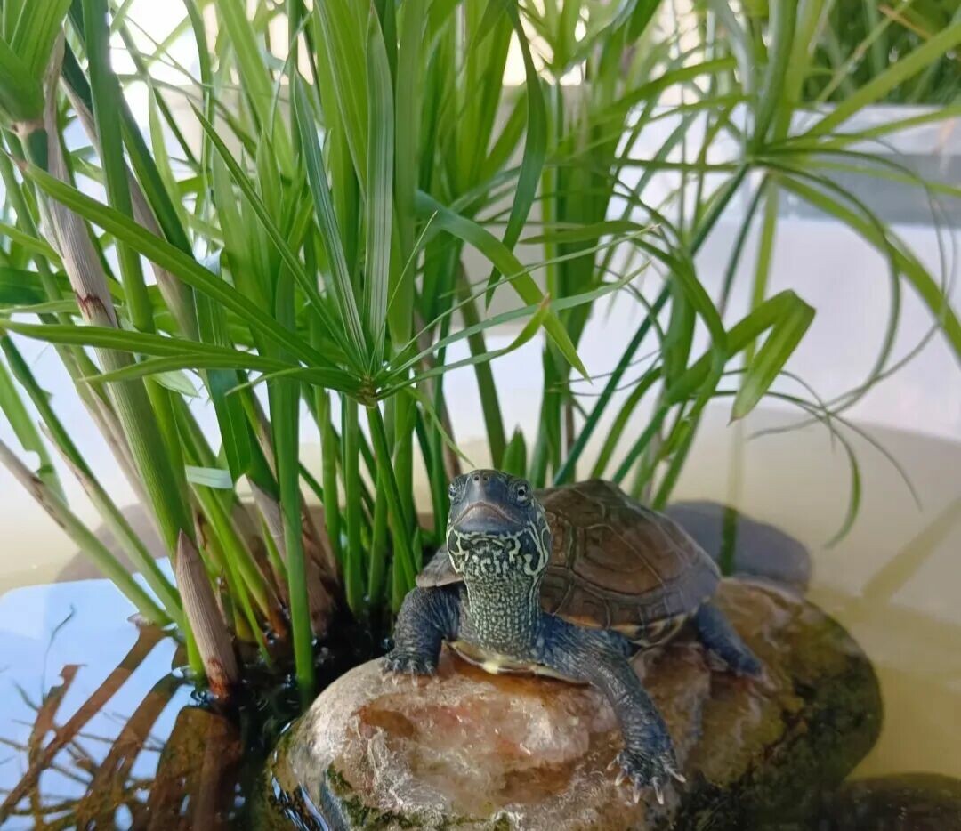 草龟饲养必知:6 大常识助你轻松养护草龟