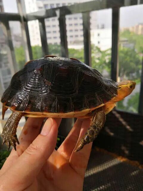 为什么选择黄缘龟?高颜值好养又有升值潜力