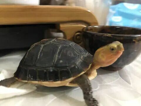 なぜキイロハコガメを選ぶのか?ルックスが良く飼いやすくて資産価値が上がるポテンシャルも