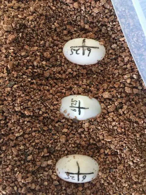 为什么选择黄缘龟？高颜值好养又有升值潜力