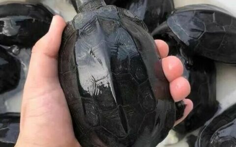 18 种常见龟品种盘点：新手养龟必看指南