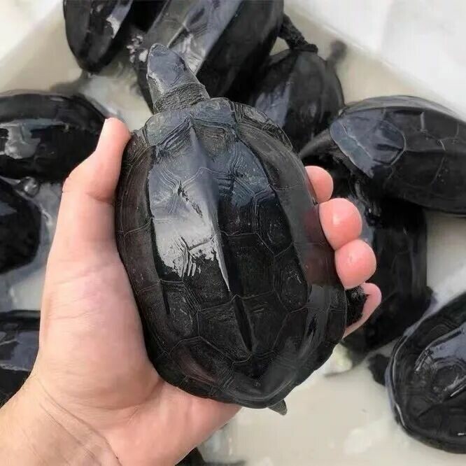A Roundup of 18 Common Turtle Species: A Must-Read Guide for Beginner Turtle Keepers