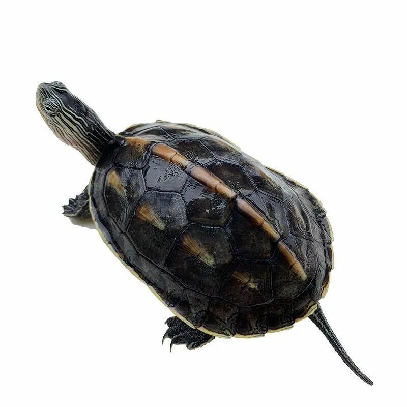 A Roundup of 18 Common Turtle Species: A Must-Read Guide for Beginner Turtle Keepers