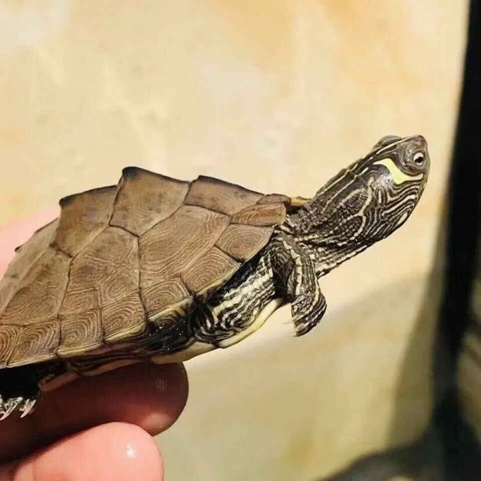 A Roundup of 18 Common Turtle Species: A Must-Read Guide for Beginner Turtle Keepers