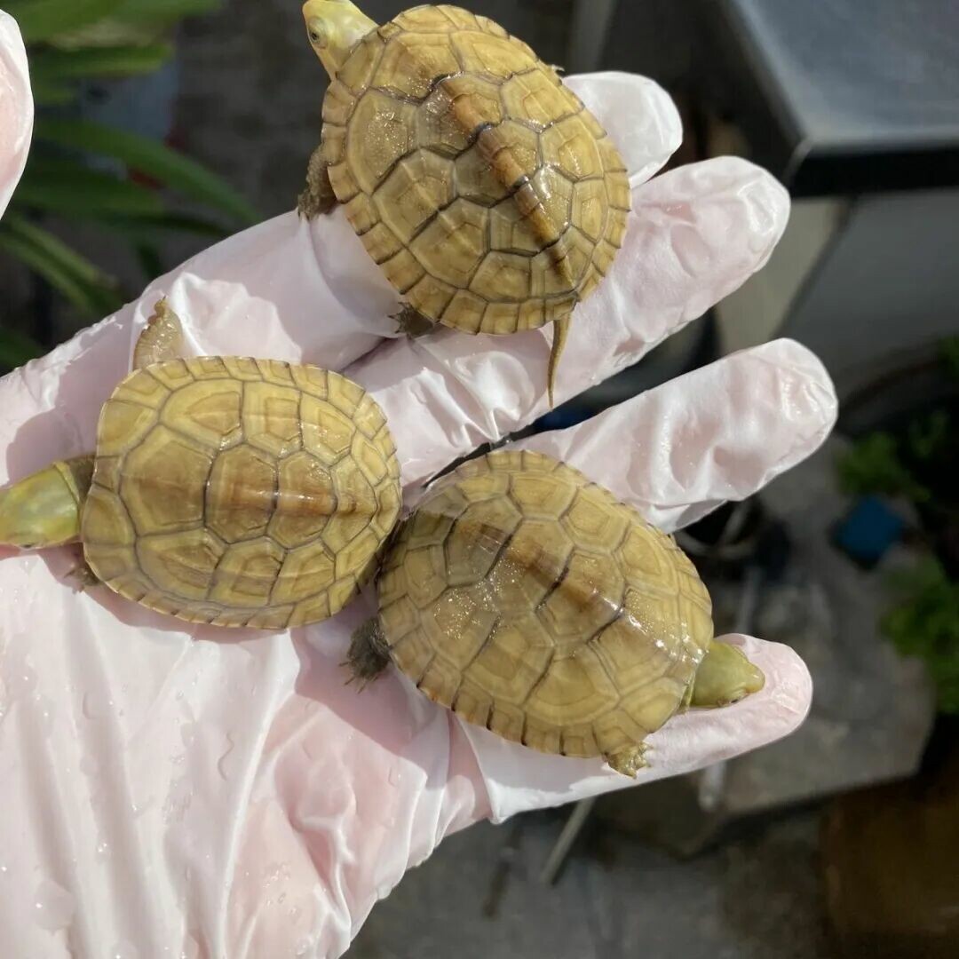 A Roundup of 18 Common Turtle Species: A Must-Read Guide for Beginner Turtle Keepers
