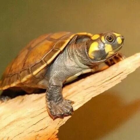 A Roundup of 18 Common Turtle Species: A Must-Read Guide for Beginner Turtle Keepers