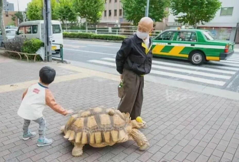 A Roundup of 18 Common Turtle Species: A Must-Read Guide for Beginner Turtle Keepers
