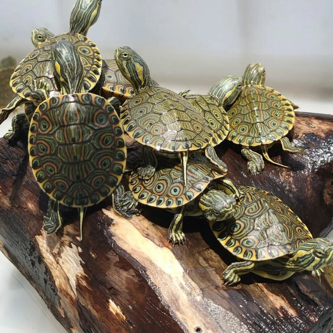 A Roundup of 18 Common Turtle Species: A Must-Read Guide for Beginner Turtle Keepers