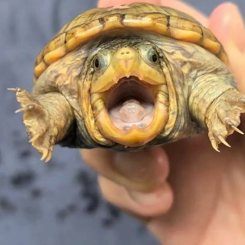A Roundup of 18 Common Turtle Species: A Must-Read Guide for Beginner Turtle Keepers