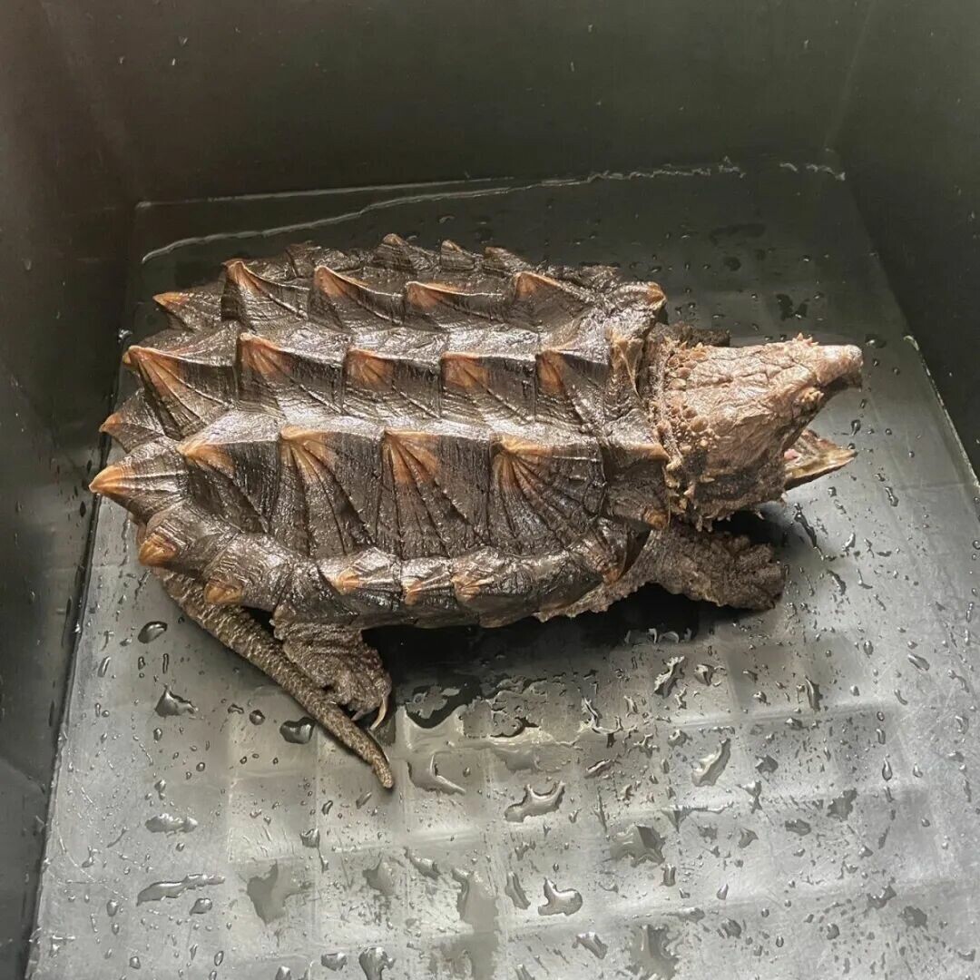 A Roundup of 18 Common Turtle Species: A Must-Read Guide for Beginner Turtle Keepers