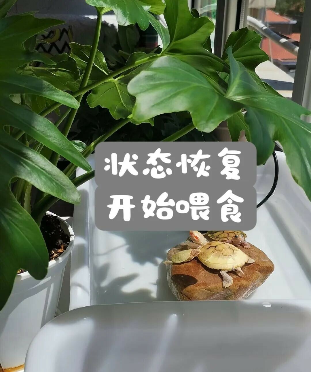 快递龟养护攻略:开箱、静养到安全入缸全流程