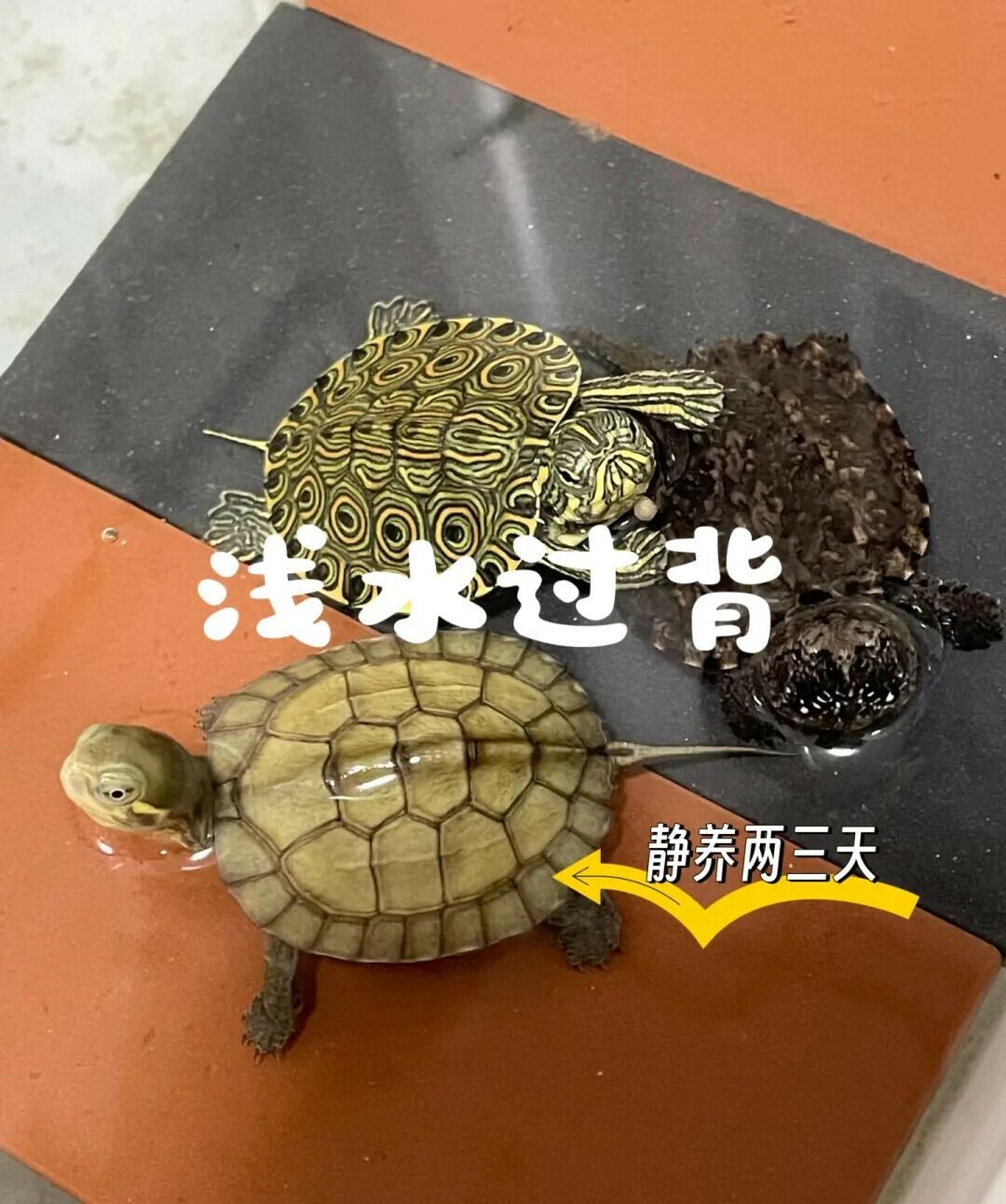 快递龟养护攻略:开箱、静养到安全入缸全流程